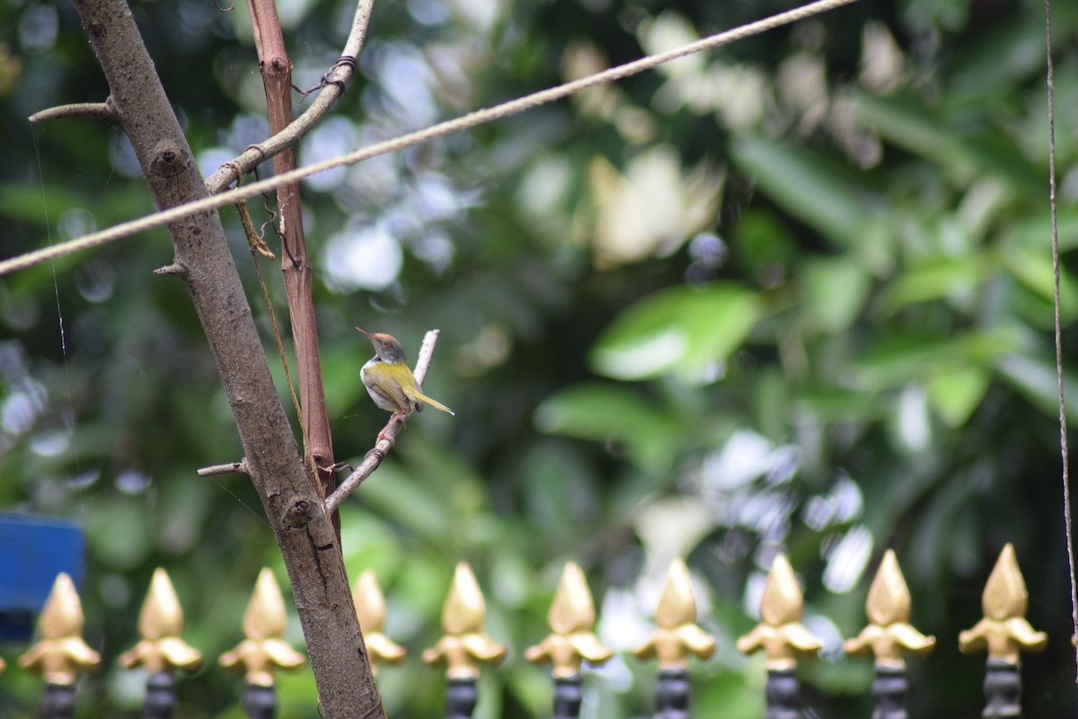 Common Tailorbird - ML642397710
