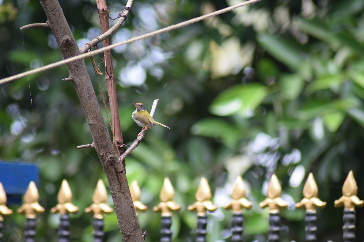 Common Tailorbird - ML642397711