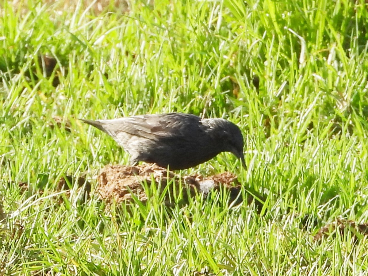 Spotless Starling - ML642397719