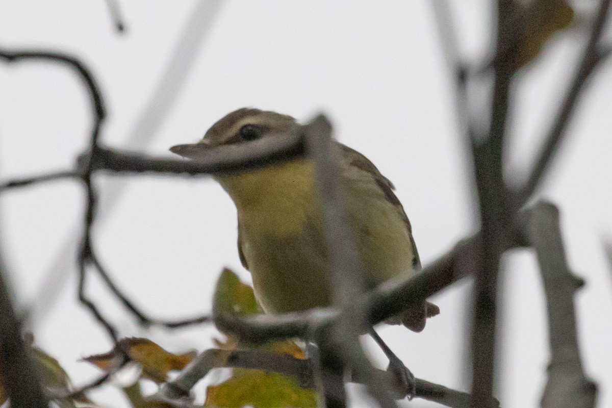 Philadelphia Vireo - ML642397801