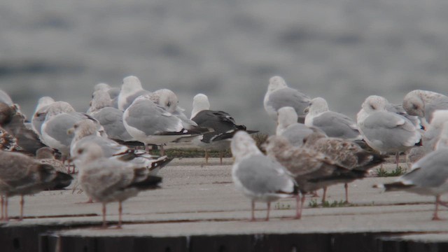 Lesser Black-backed Gull - ML642397810