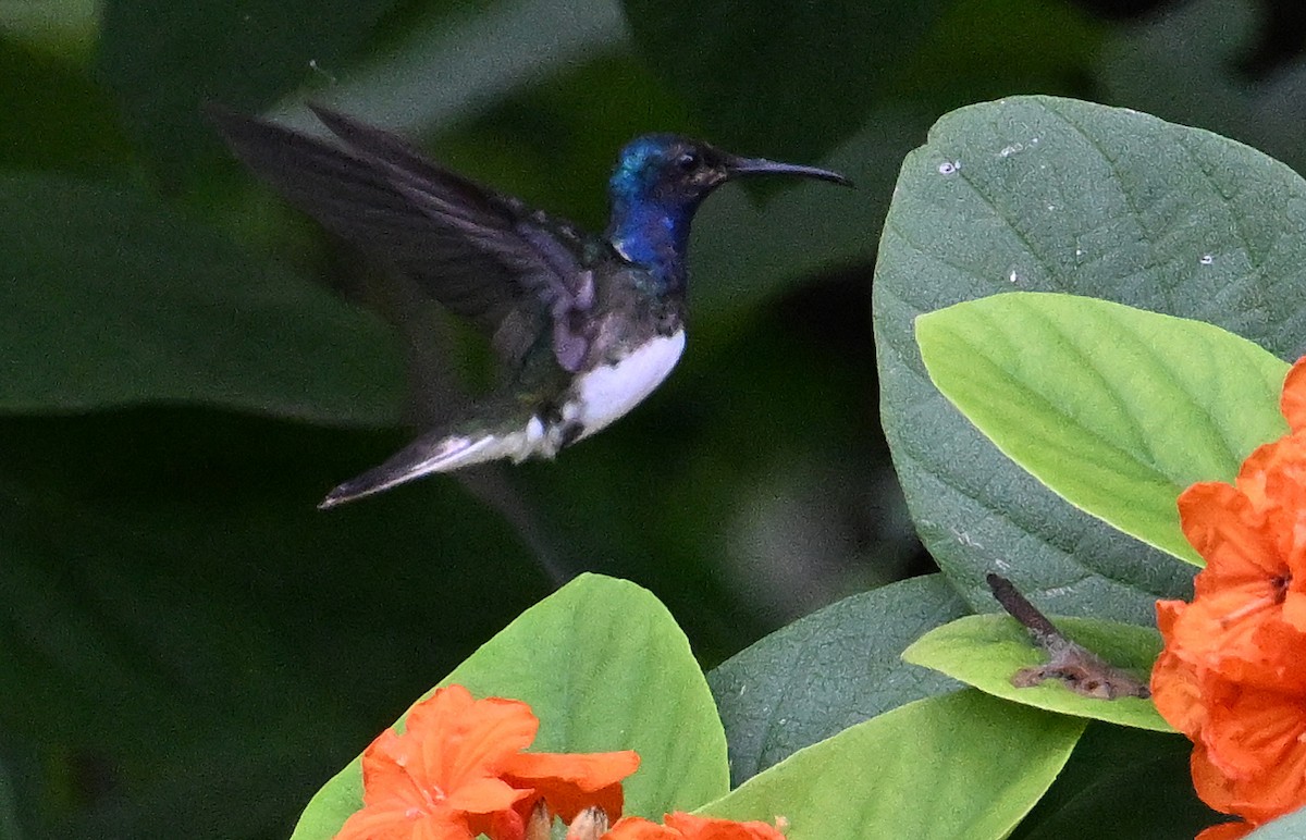 hvitnakkekolibri - ML642397818