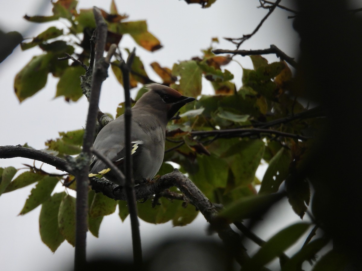 Bohemian Waxwing - ML642397862