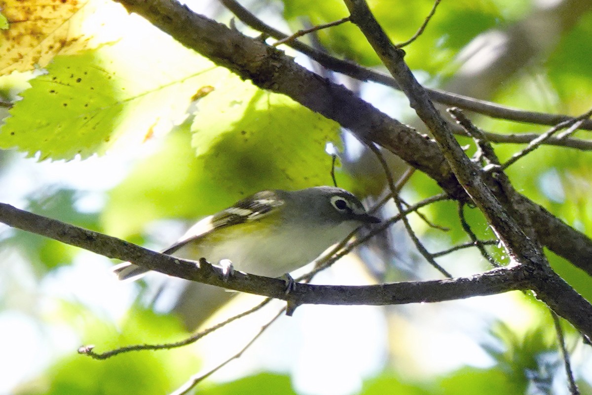 eremittvireo - ML642397867
