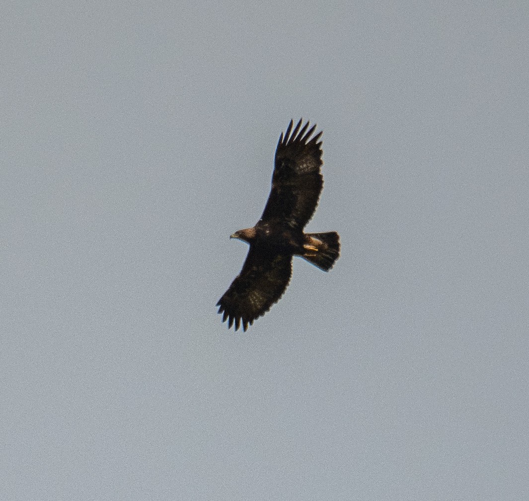 Golden Eagle - ML642397888