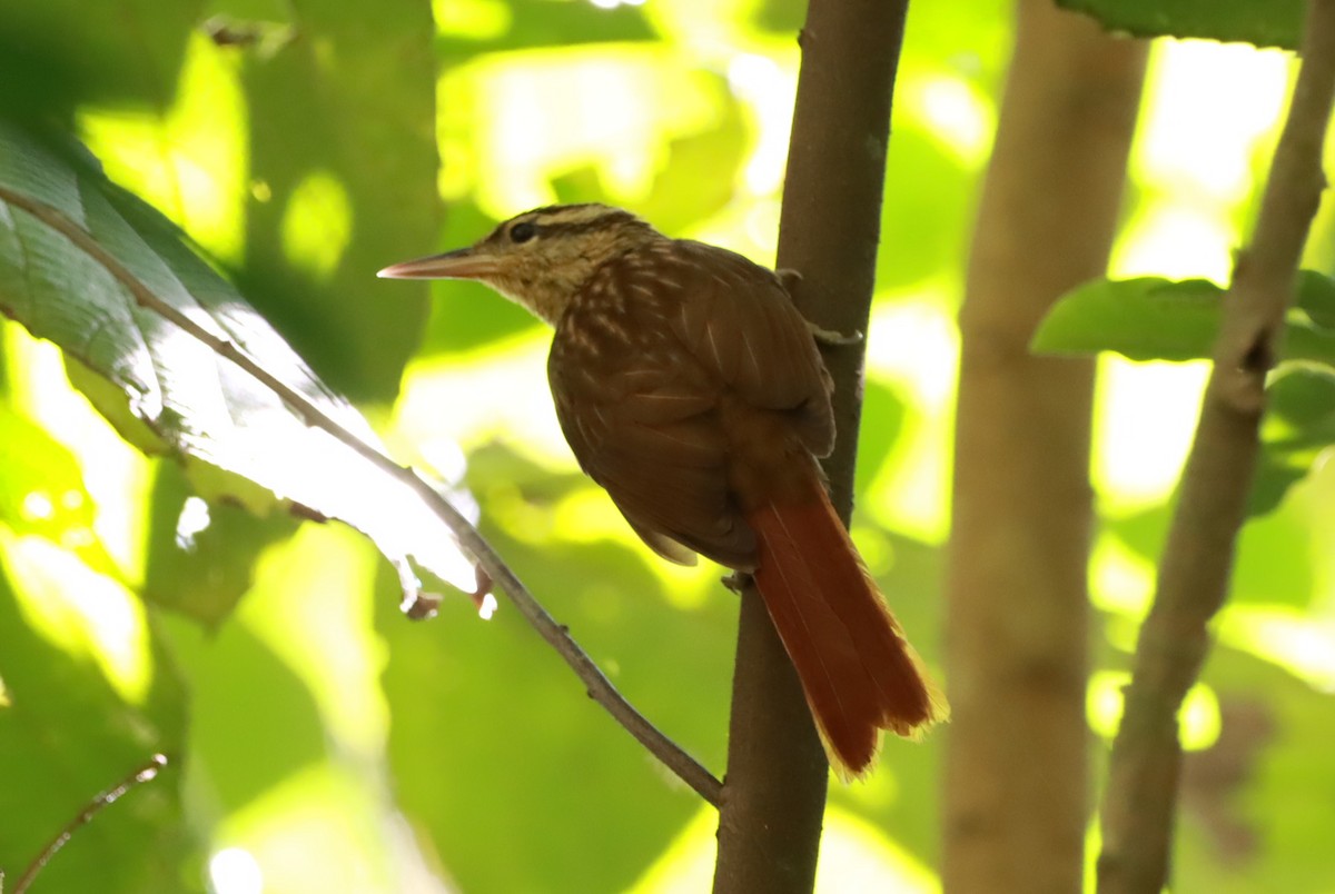Pale-browed Treehunter - ML642397892