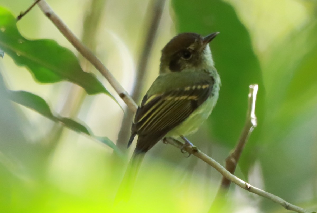 Sepia-capped Flycatcher - ML642397910