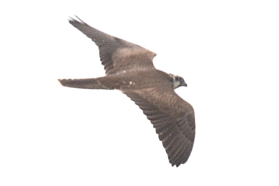 raroh velký - ML642397920