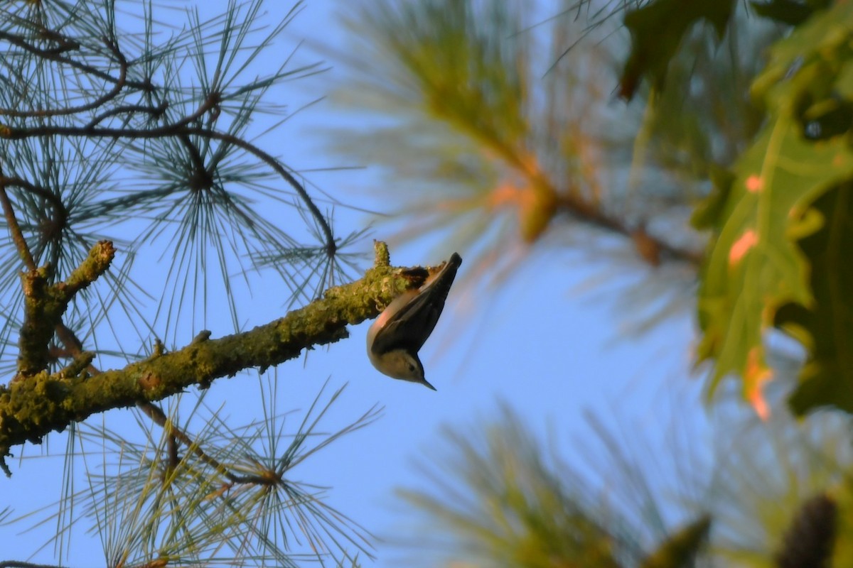White-breasted Nuthatch - ML642397945
