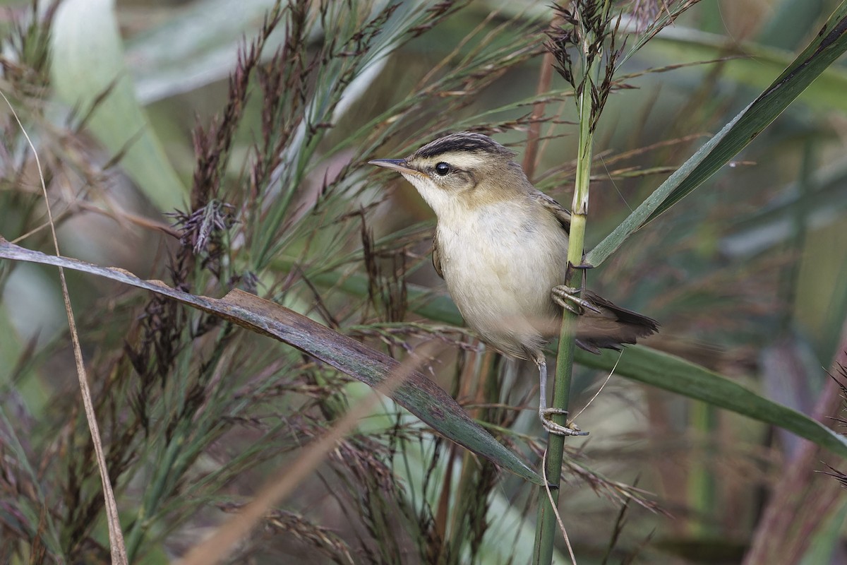 Sedge Warbler - ML642397948