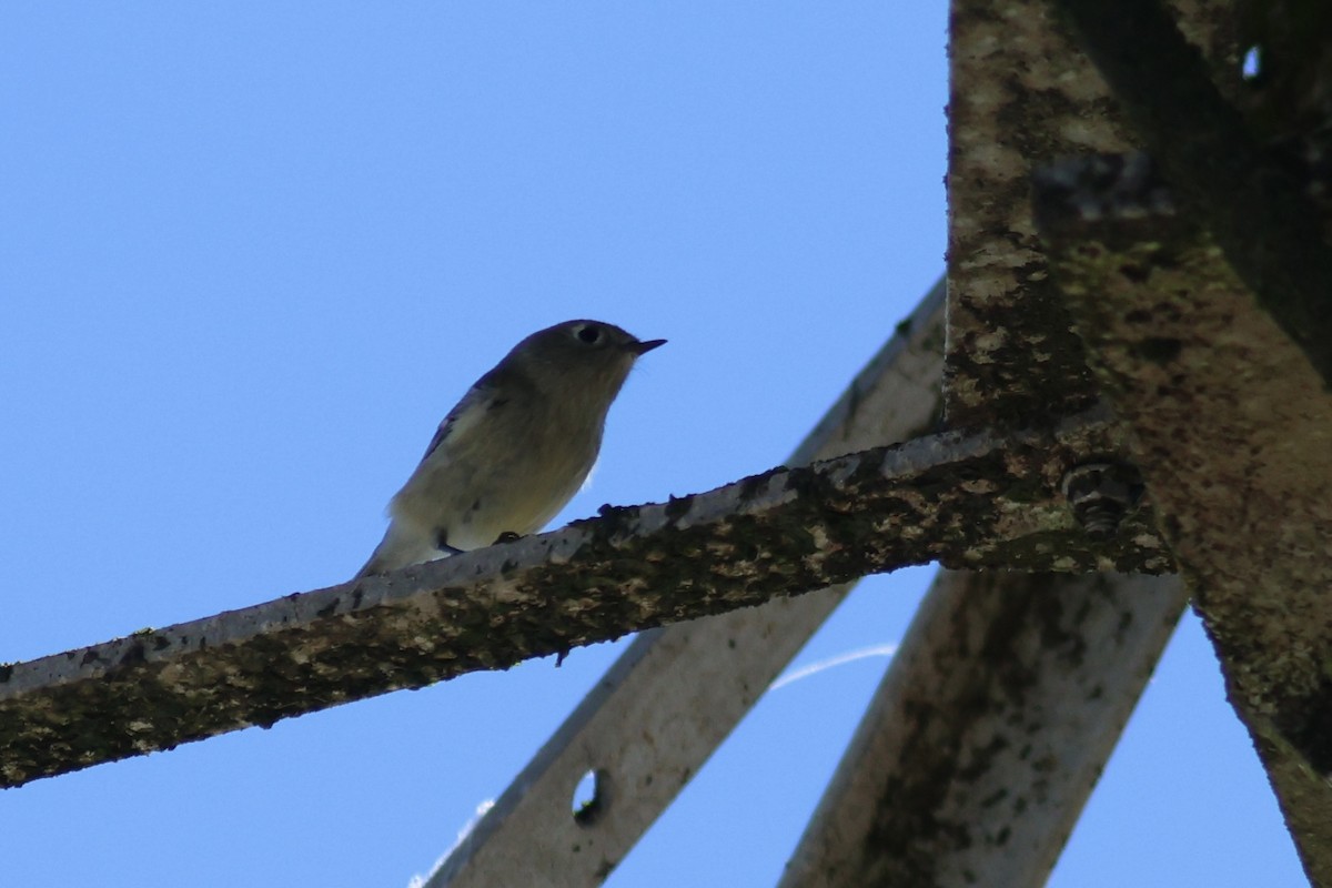 Rubingoldhähnchen - ML642397957