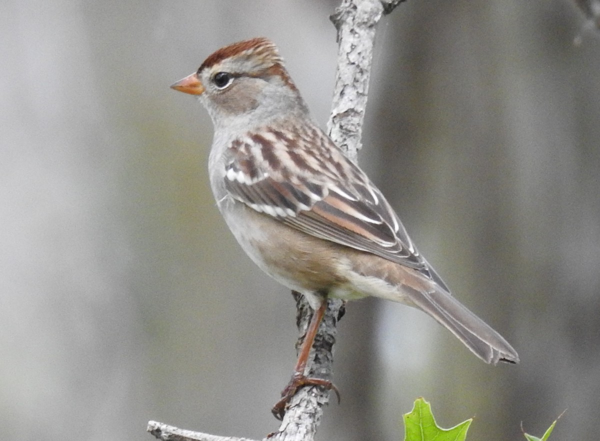 White-crowned Sparrow - ML642397982