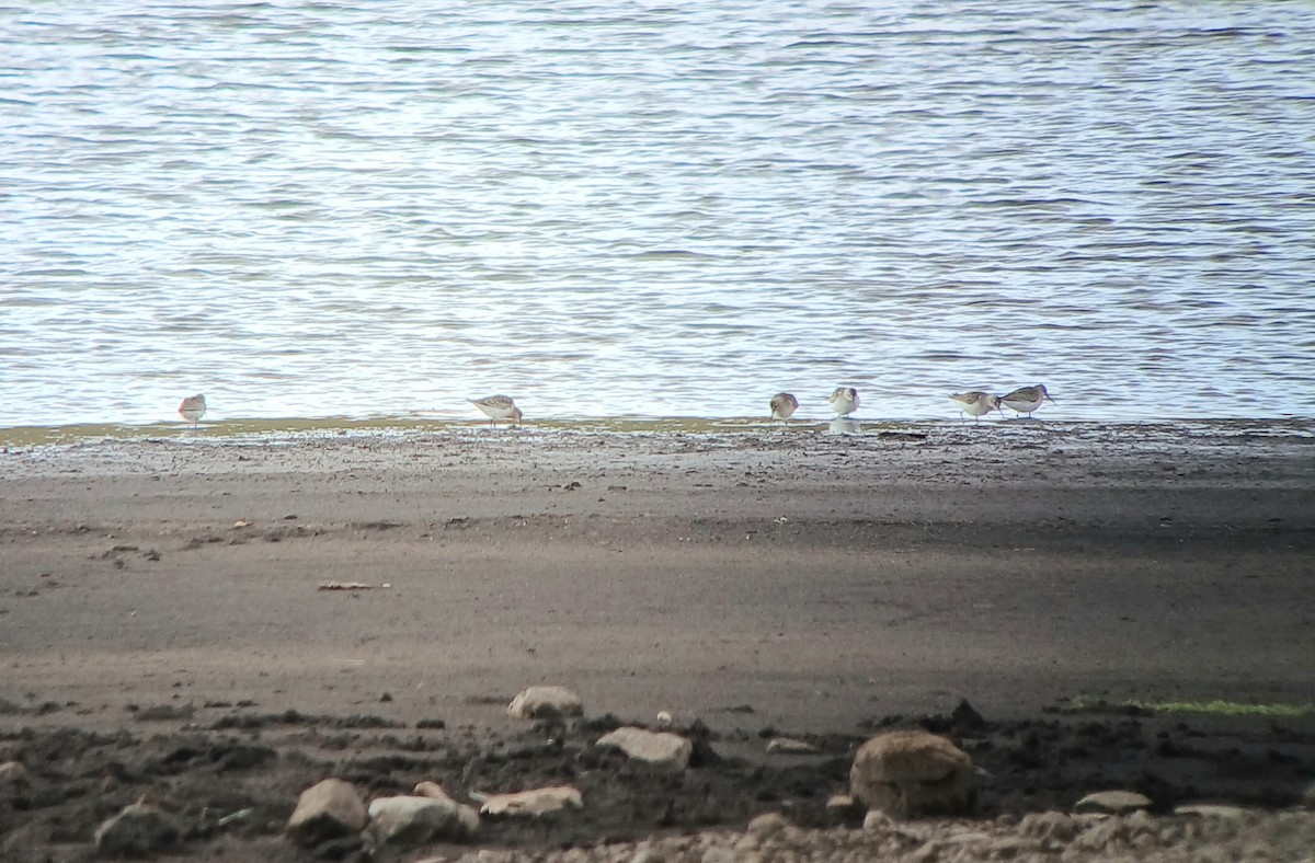 Bécasseau cocorli - ML642397991