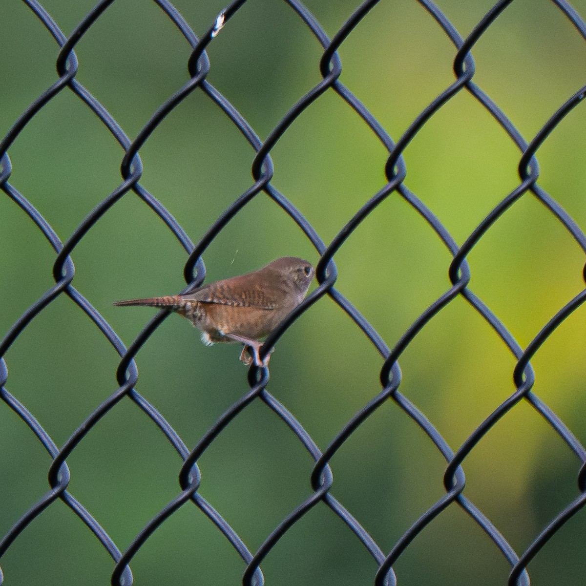 Northern House Wren (Northern) - ML642398005