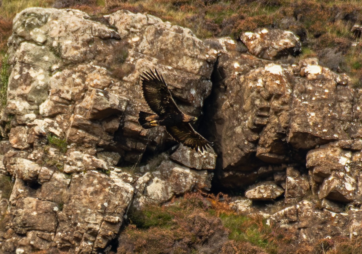 Golden Eagle - ML642398019