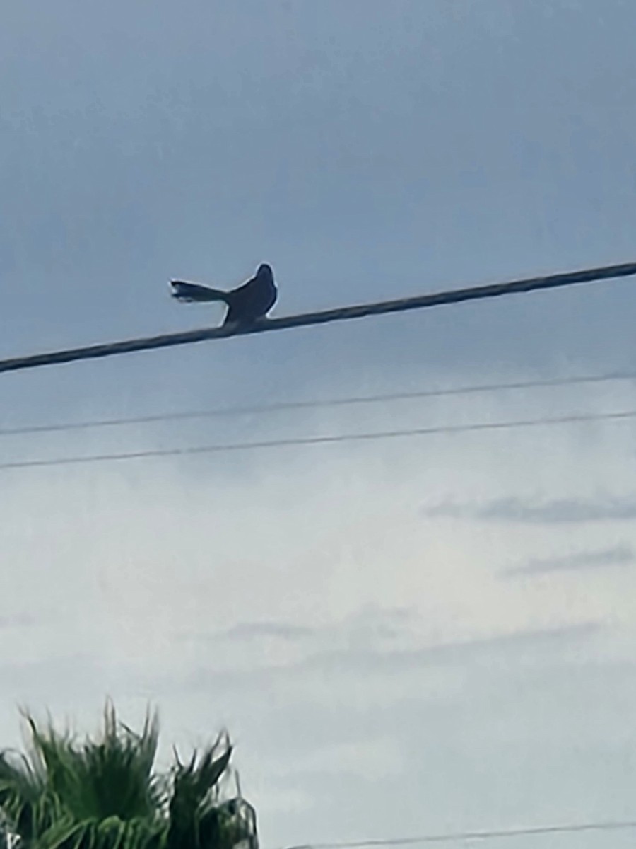 Groove-billed Ani - ML642398026