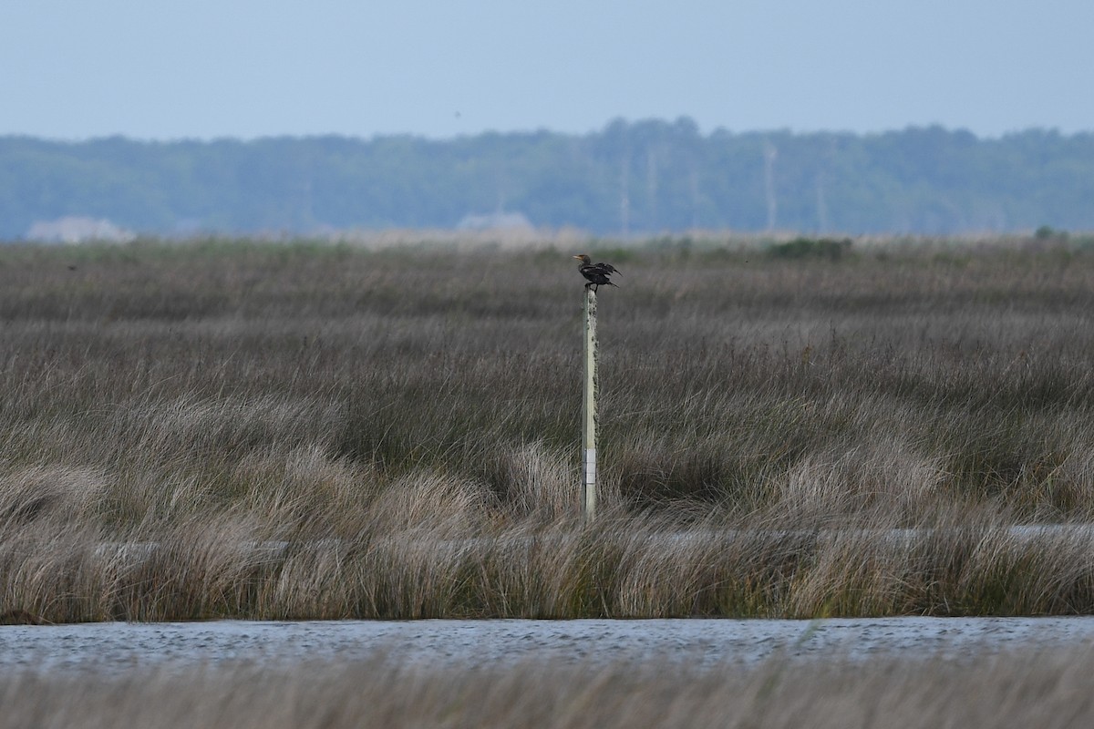 Double-crested Cormorant - ML642398035