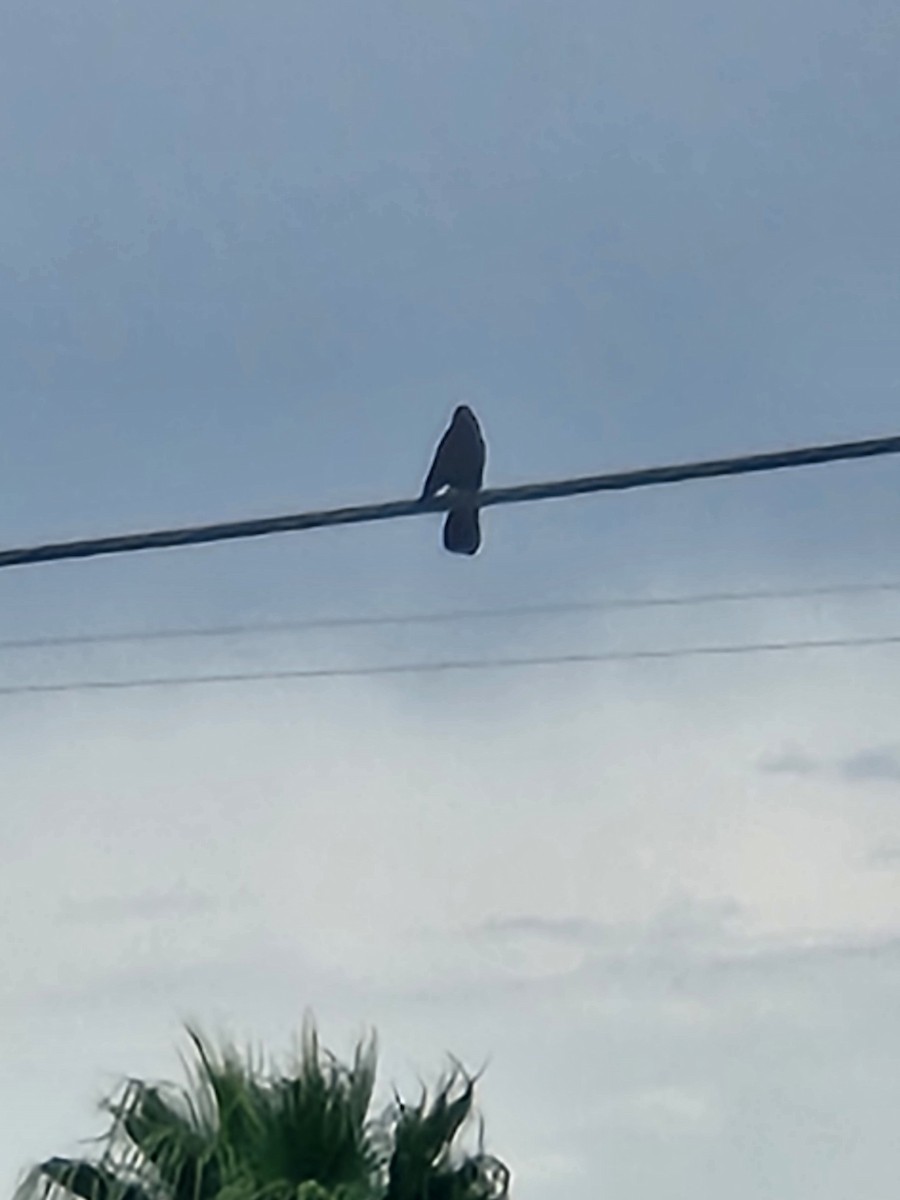 Groove-billed Ani - ML642398042