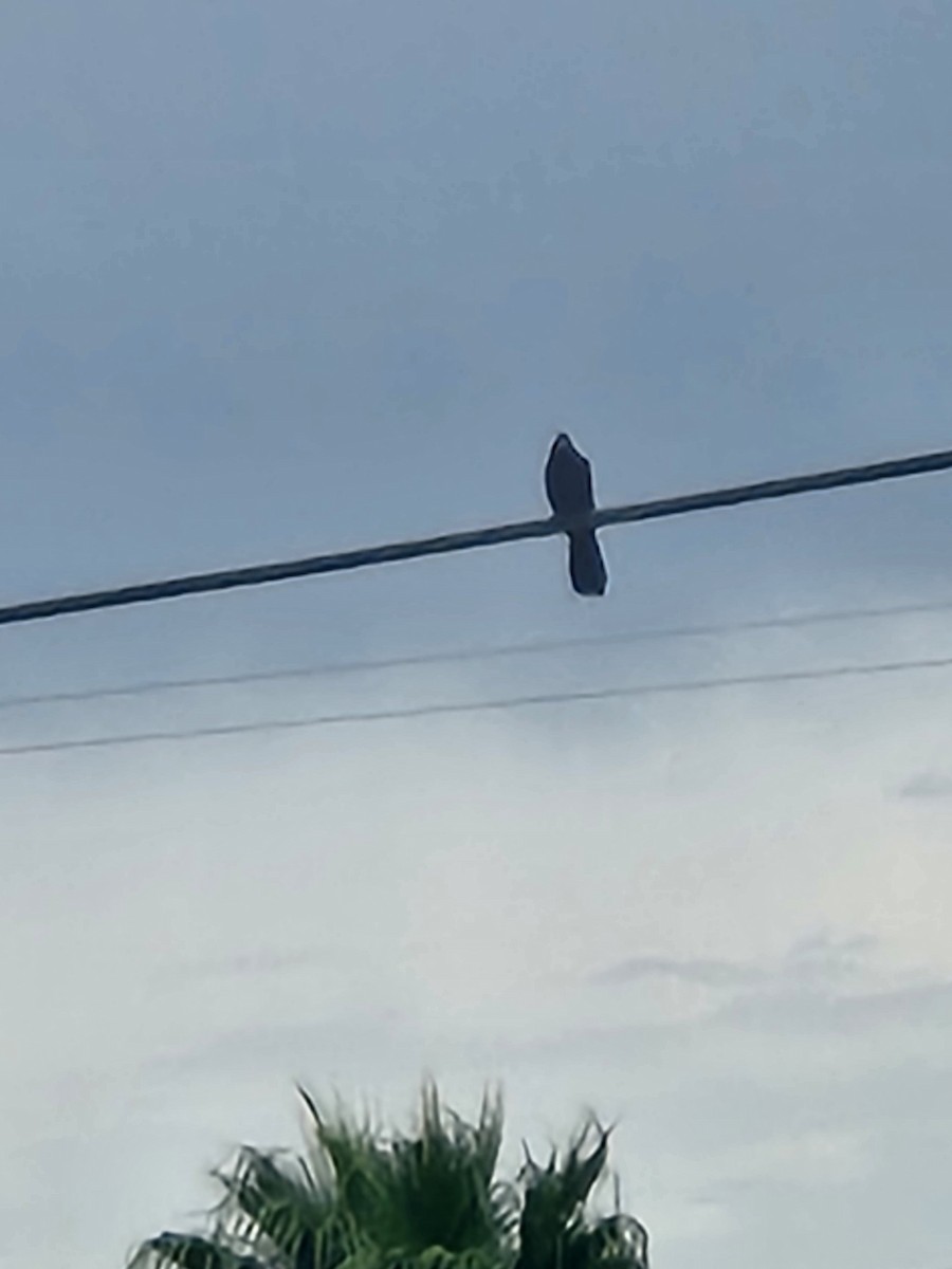 Groove-billed Ani - ML642398043