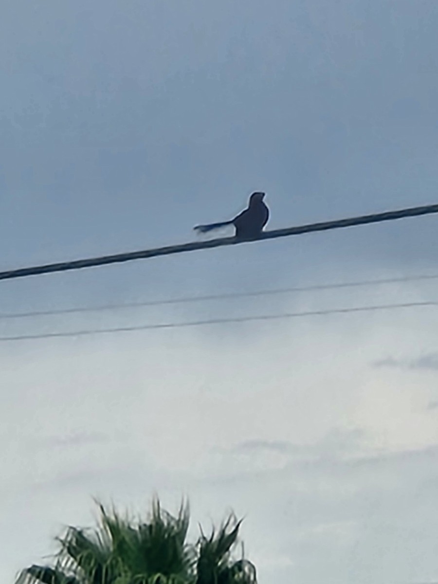 Groove-billed Ani - ML642398044