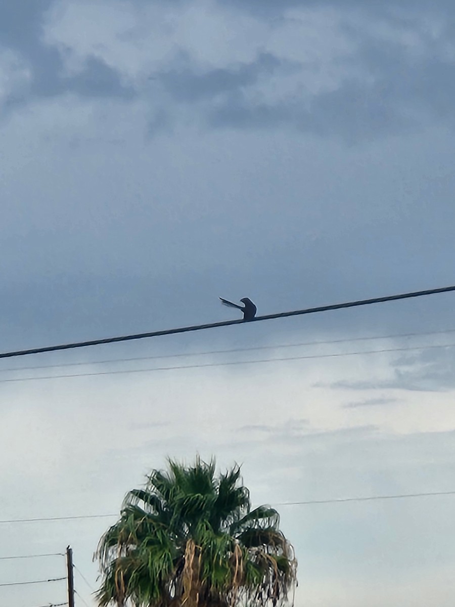 Groove-billed Ani - ML642398045