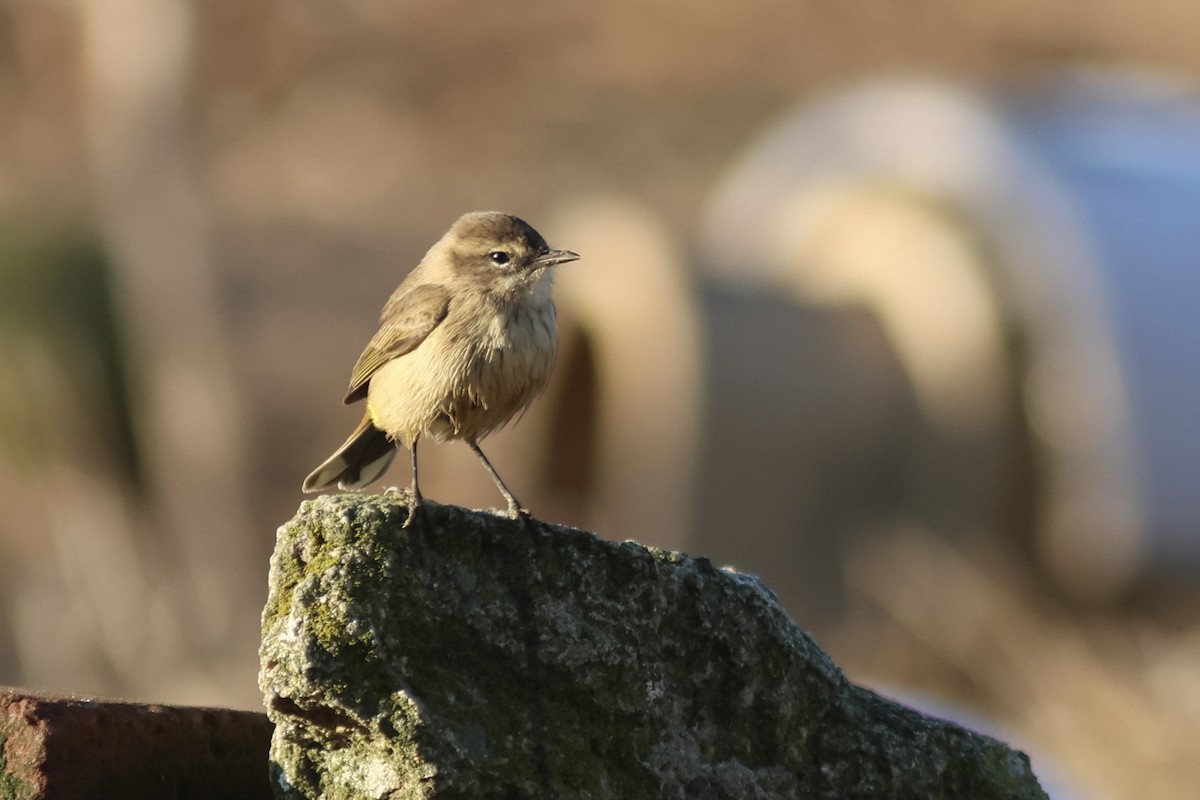 Palmenwaldsänger (palmarum) - ML642398067