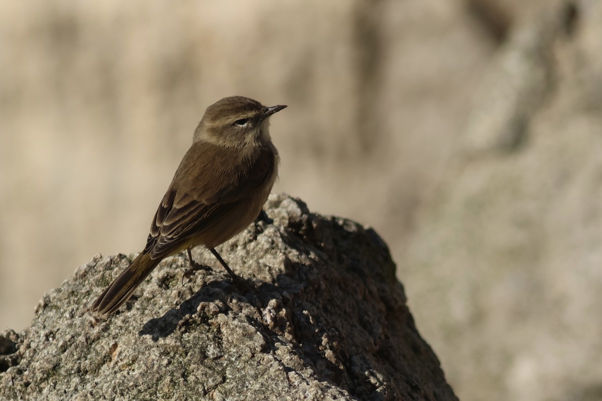 Palmenwaldsänger (palmarum) - ML642398068