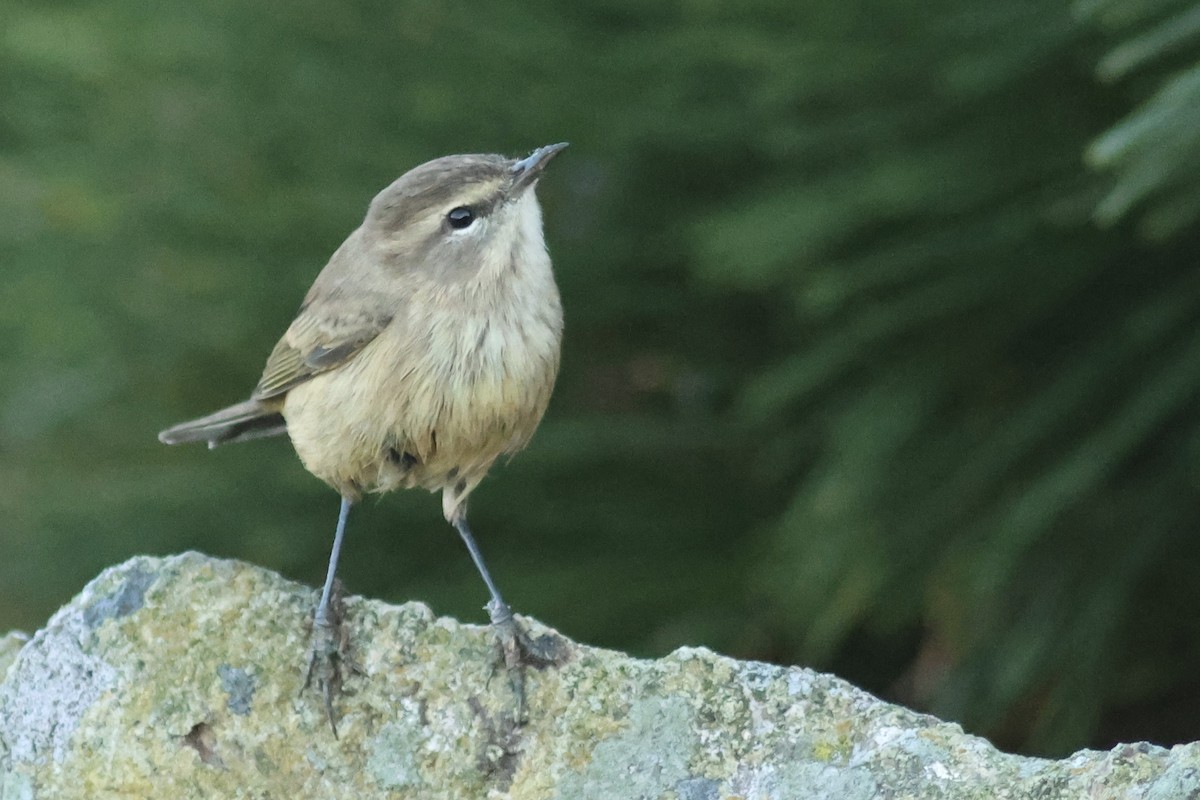 Palmenwaldsänger (palmarum) - ML642398069