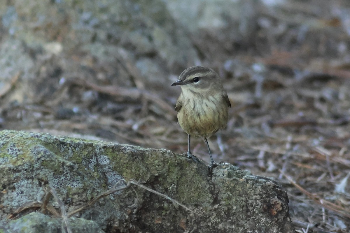 Palmenwaldsänger (palmarum) - ML642398070