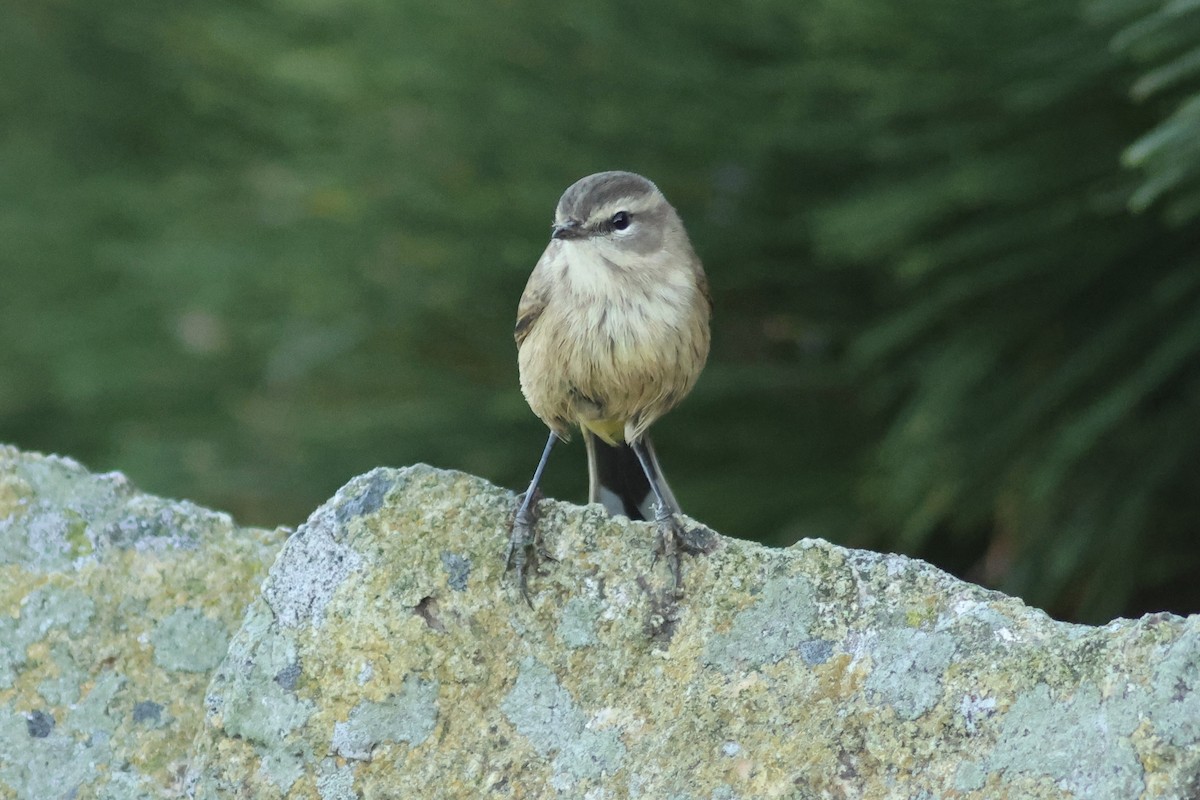 Palmenwaldsänger (palmarum) - ML642398071