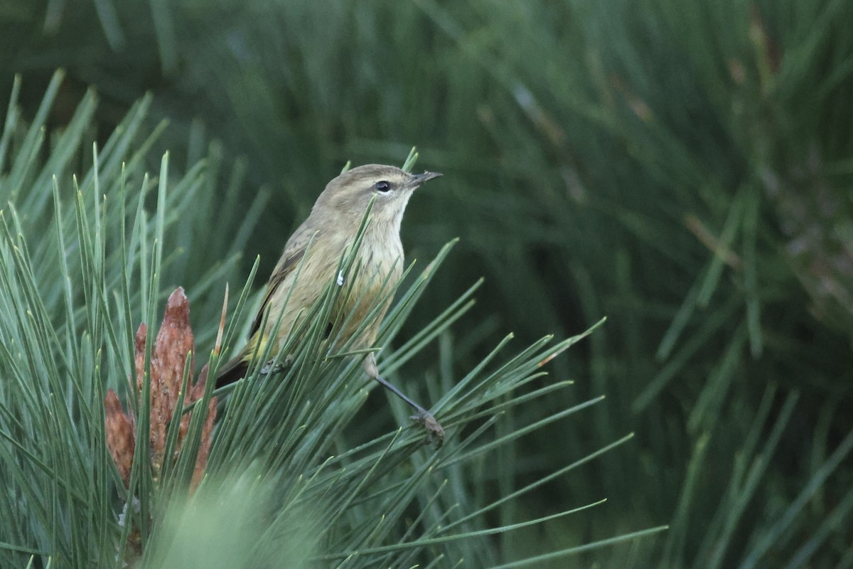 Palmenwaldsänger (palmarum) - ML642398072