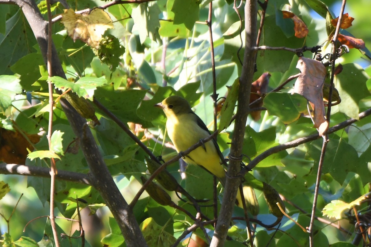 Scarlet Tanager - ML642398098