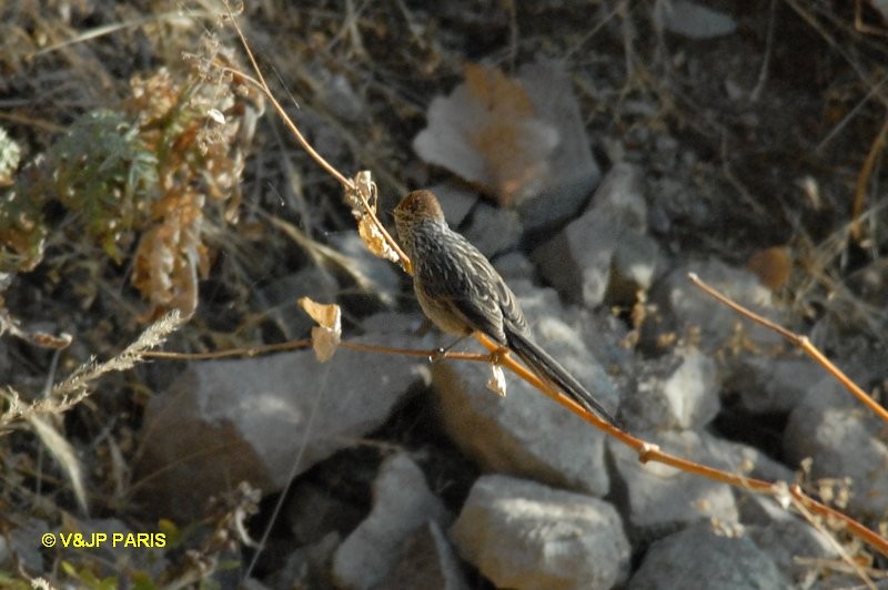 Streaked Tit-Spinetail - ML642398109