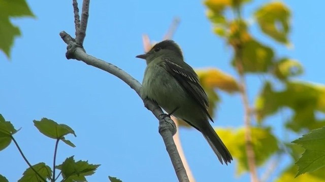 ミドリメジロハエトリ - ML642398110