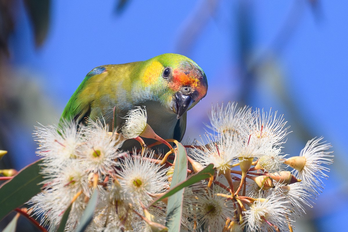 Purple-crowned Lorikeet - ML642398116
