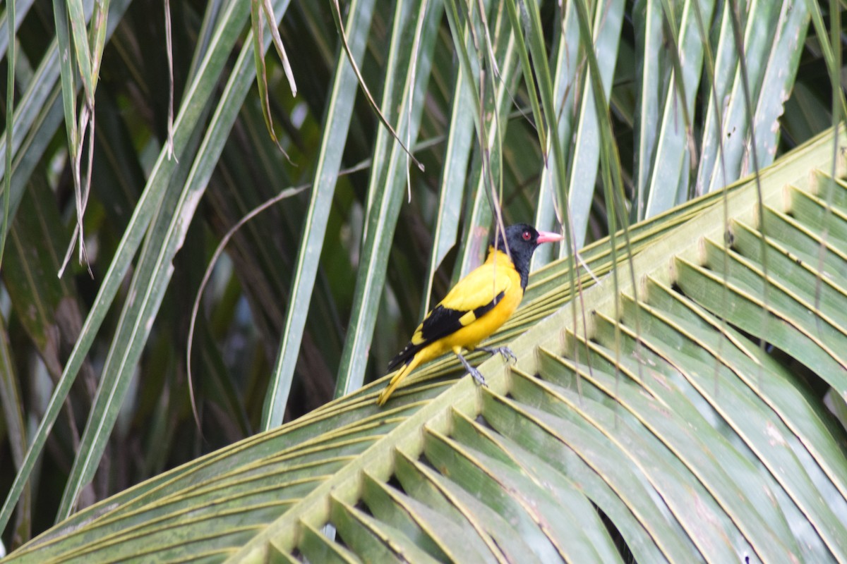 Black-hooded Oriole - ML642398119