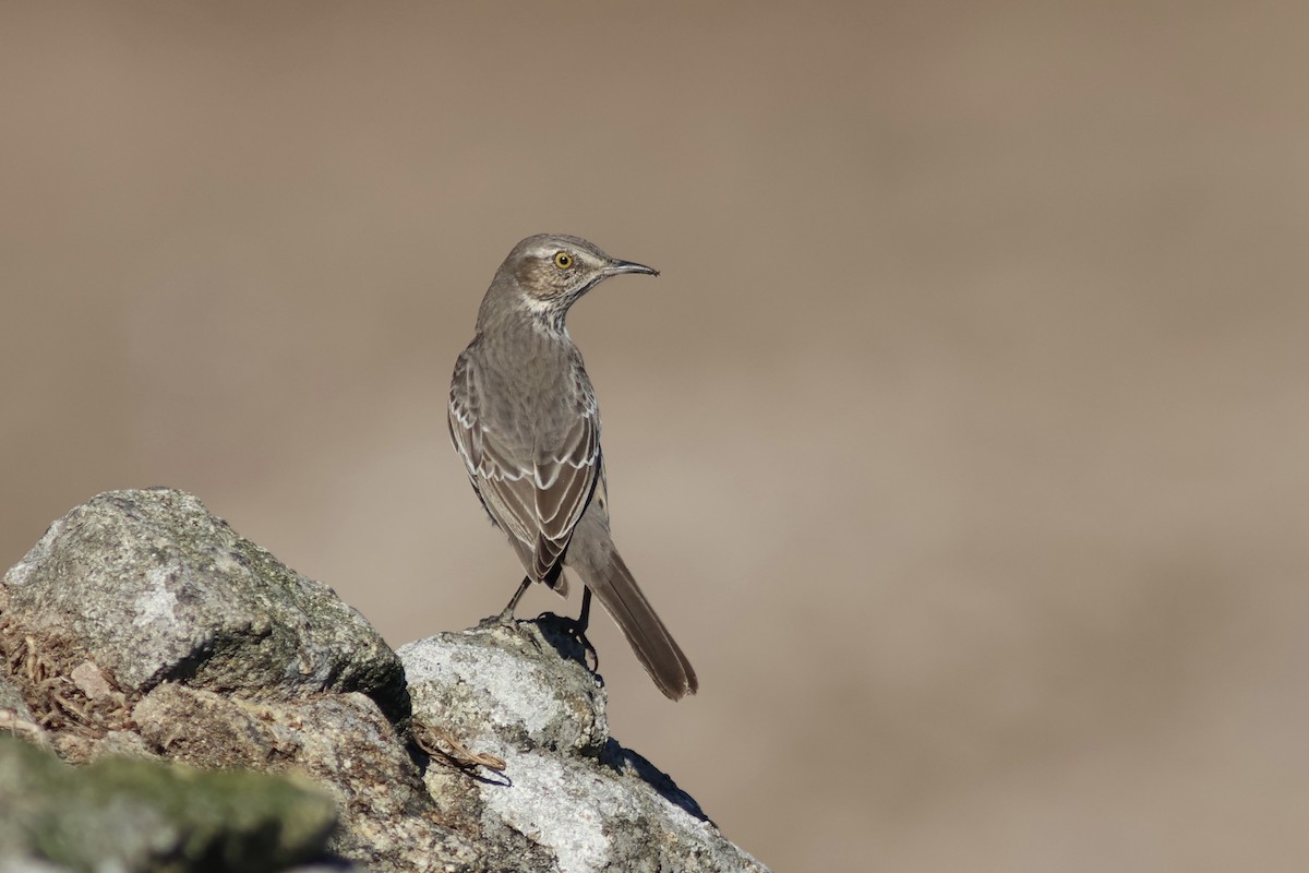 Beifuß-Spottdrossel - ML642398139