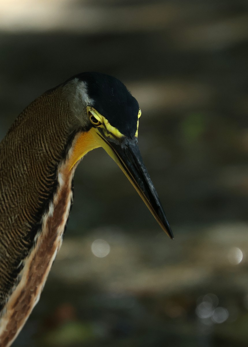 Bare-throated Tiger-Heron - ML642398148