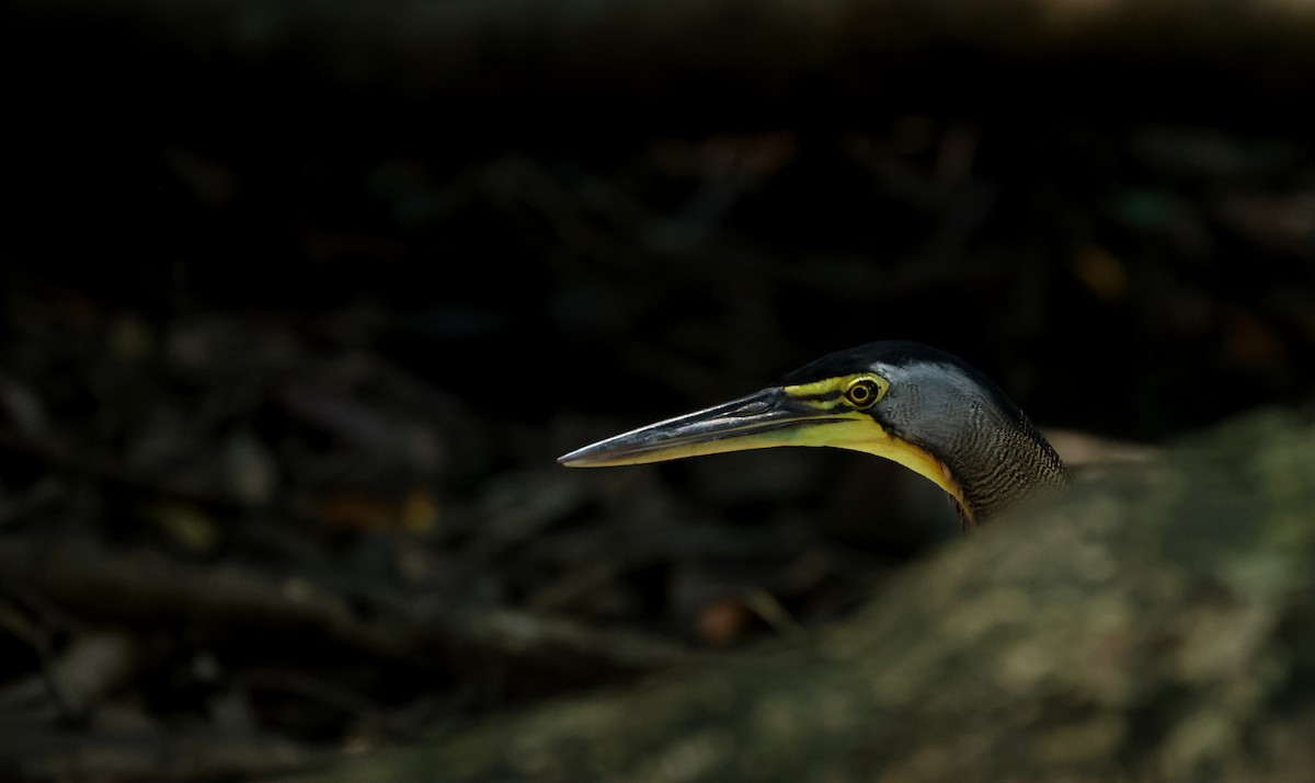 Bare-throated Tiger-Heron - ML642398149