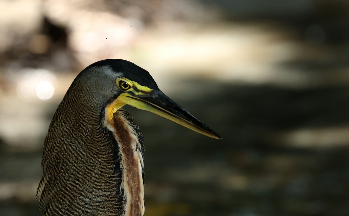 Bare-throated Tiger-Heron - ML642398151