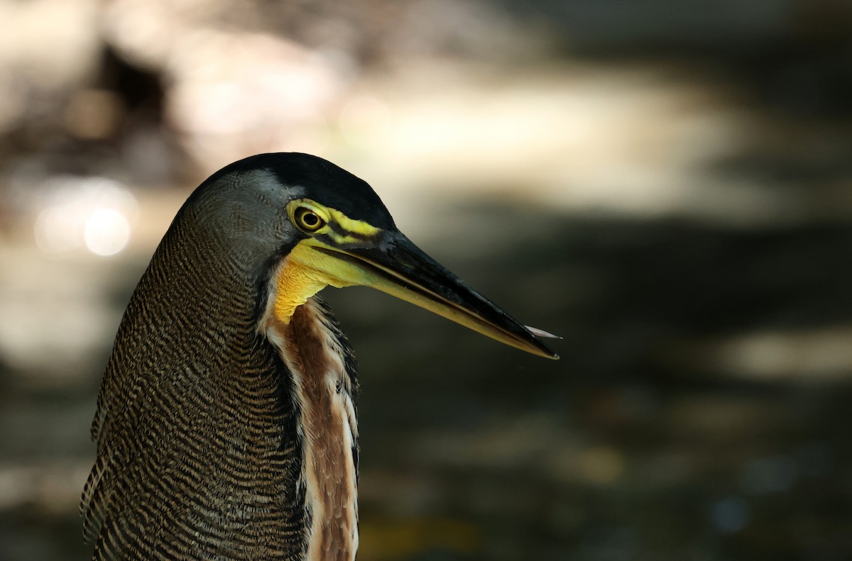 Bare-throated Tiger-Heron - ML642398152