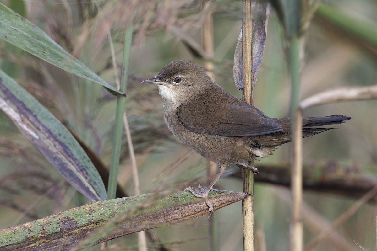 Savi's Warbler - ML642398164