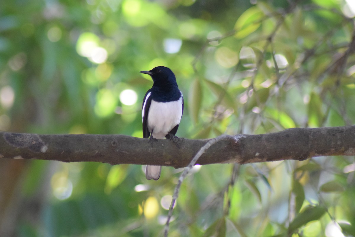 Oriental Magpie-Robin - ML642398165