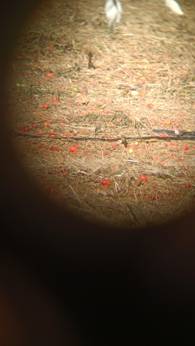 Western Yellow Wagtail - ML642398166