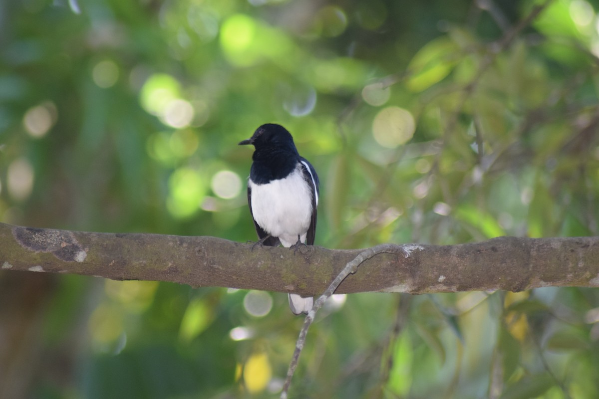 Oriental Magpie-Robin - ML642398168