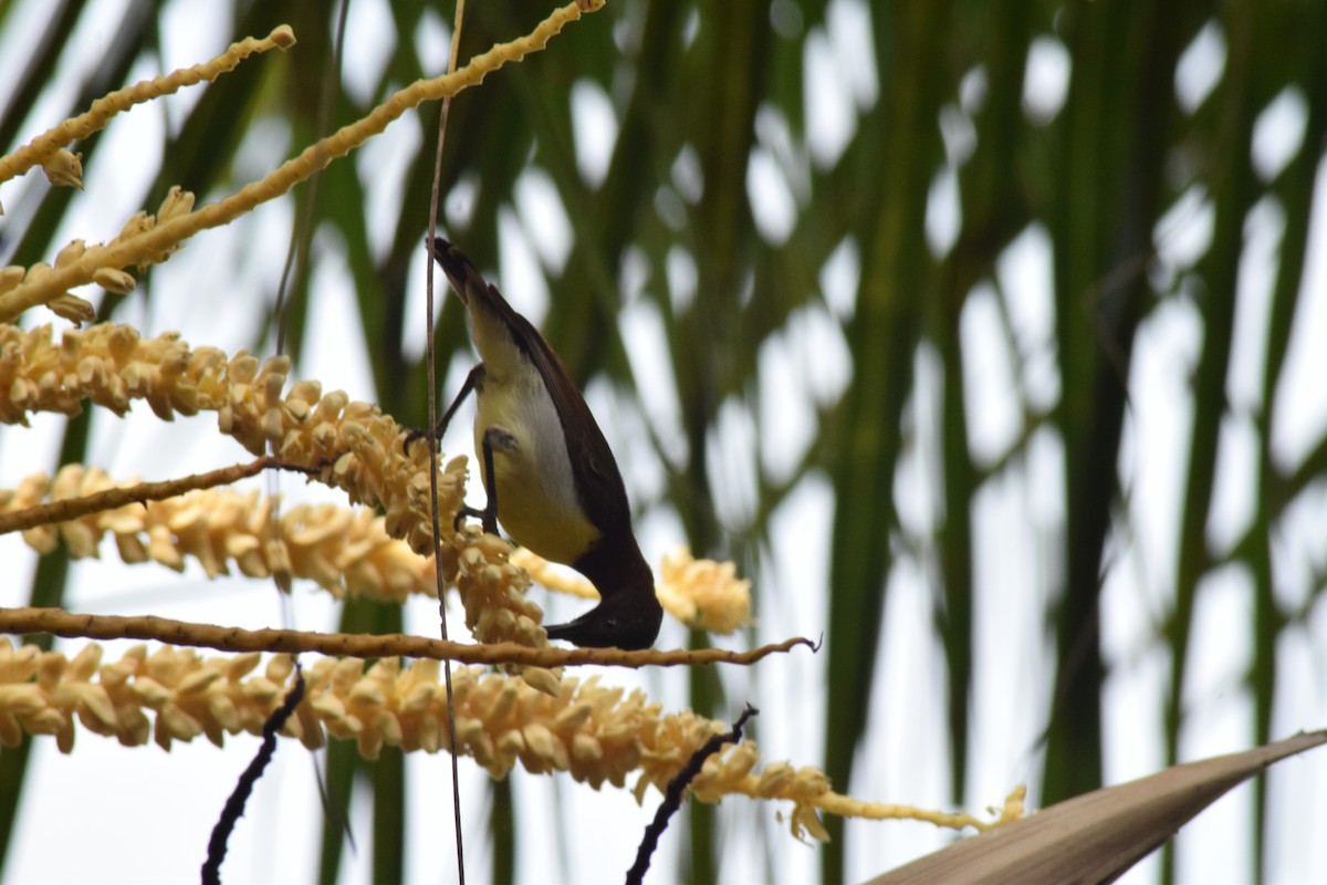Purple-rumped Sunbird - ML642398178