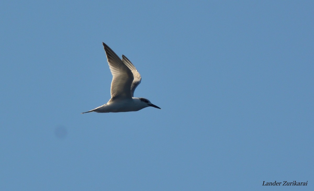 Sandwich Tern - ML642398221