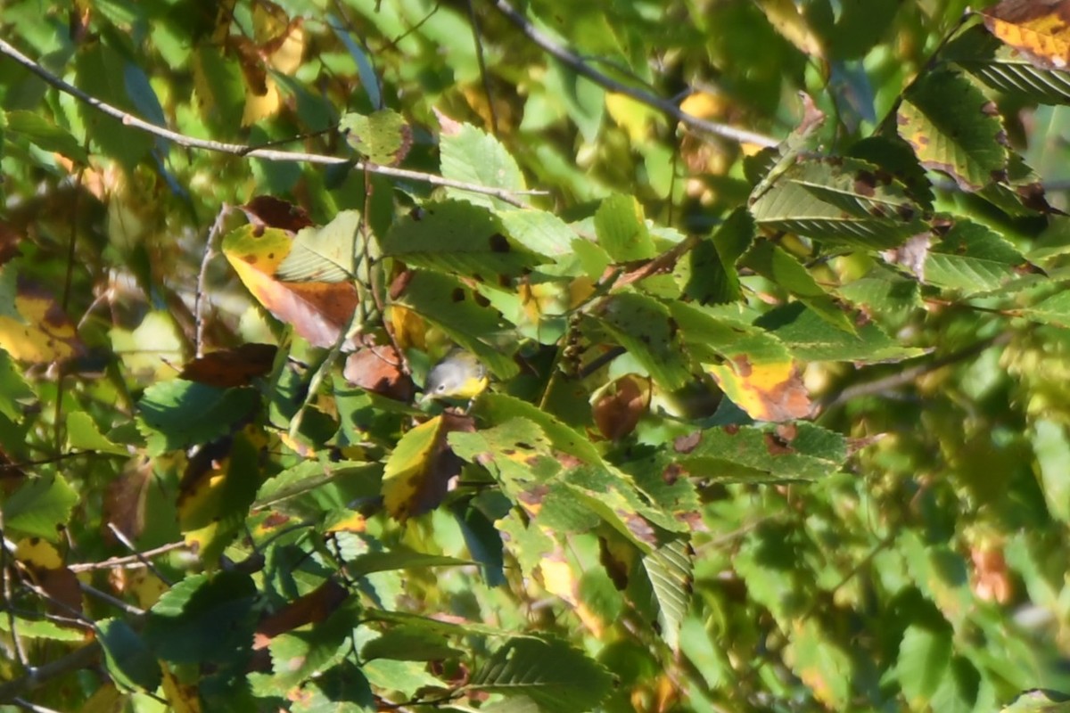 Magnolia Warbler - ML642398251