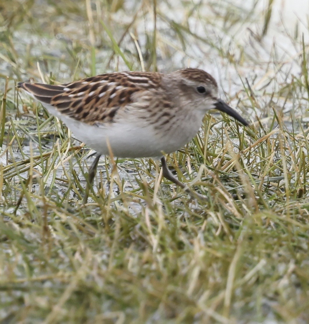 Least Sandpiper - ML642398253