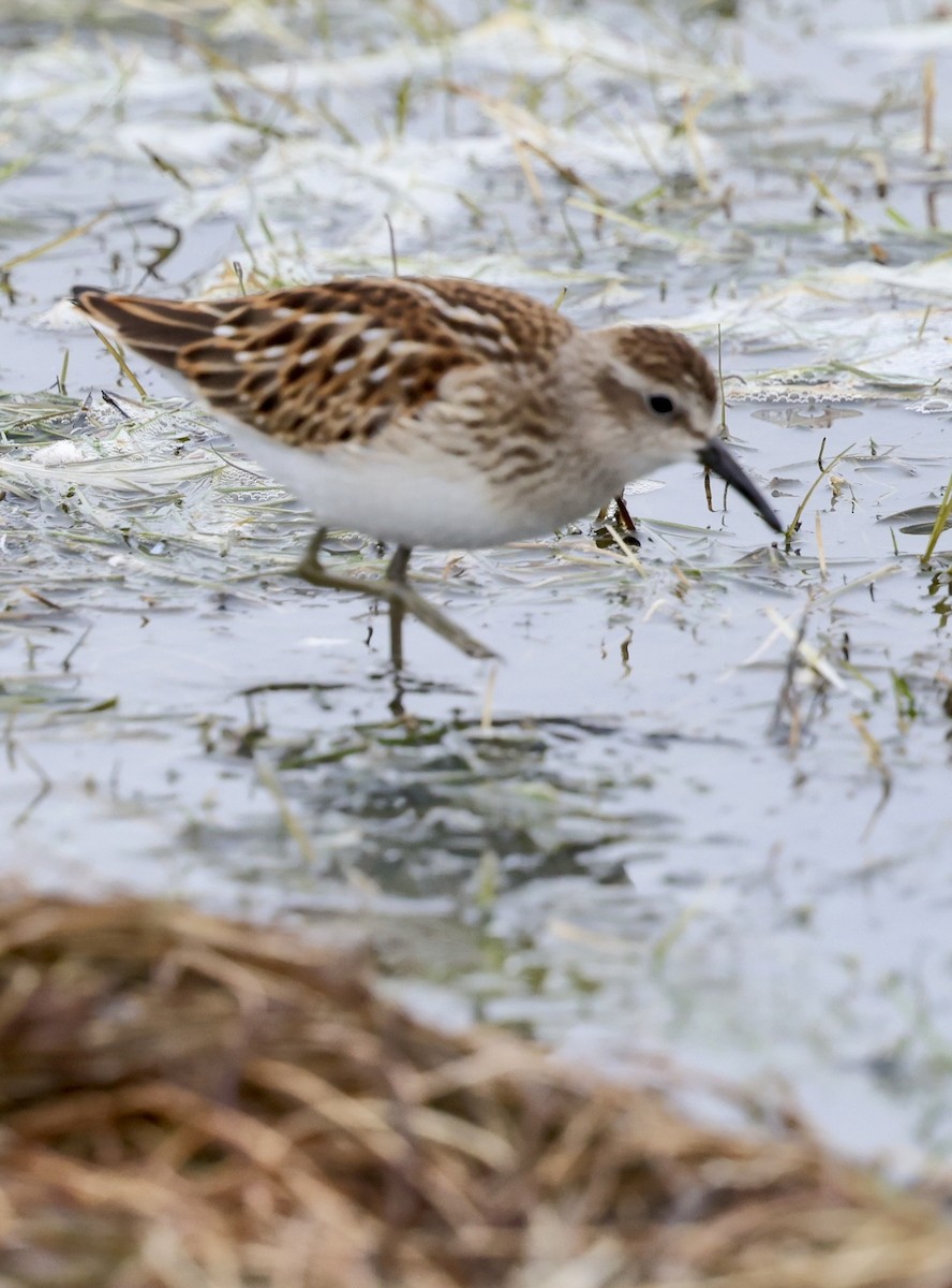 Least Sandpiper - ML642398255